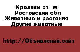 Кролики от 7м - Ростовская обл. Животные и растения » Другие животные   